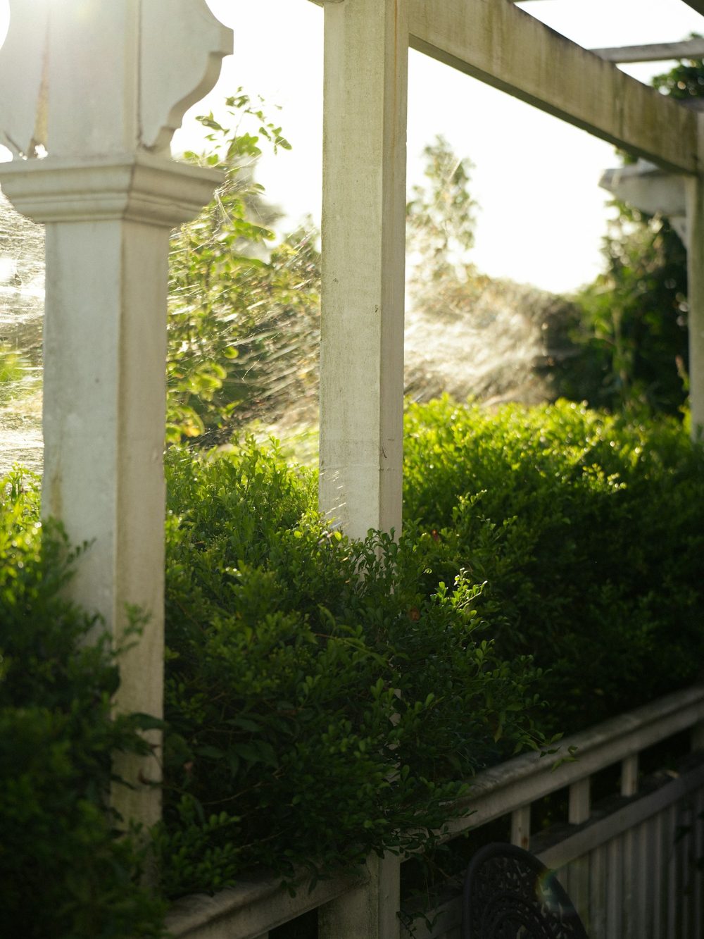 Pergola met buxus in tegenlicht
